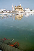 Amritsar - the Golden Temple - the Hari Mandir at the center of the the Pool of Nectar 